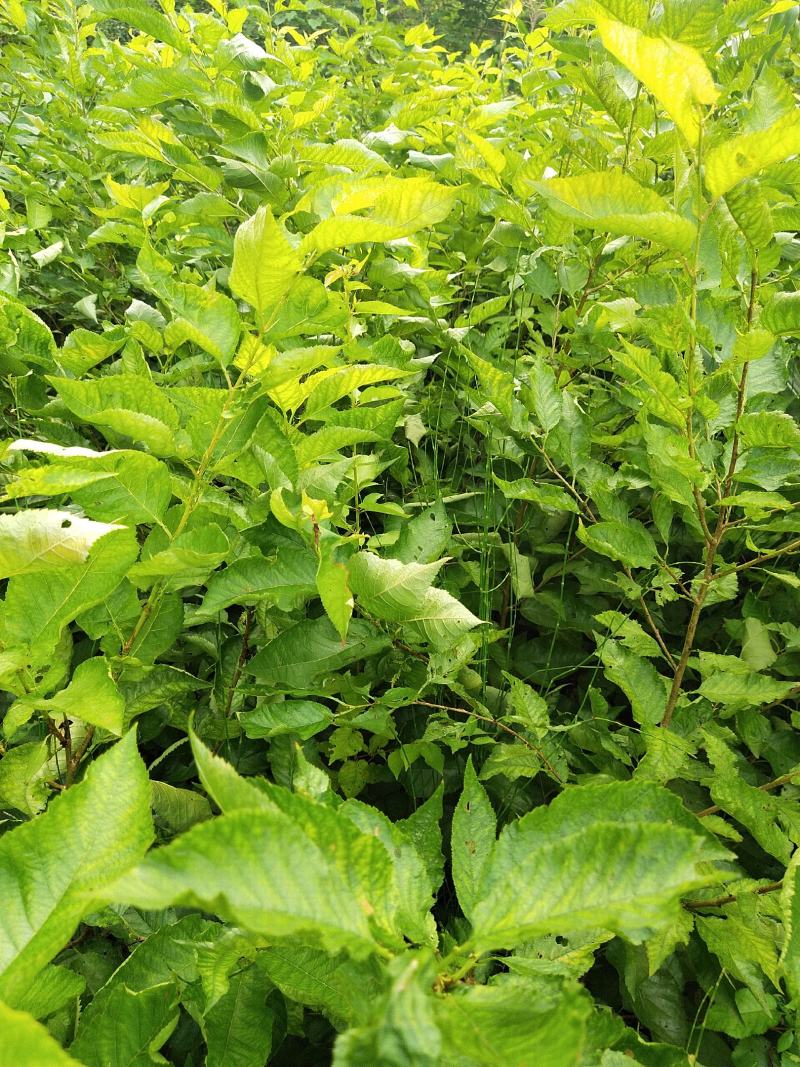 四川苍溪县，瑪瑙红樱桃嫁接苗及乌克兰，包成活免费指导技术