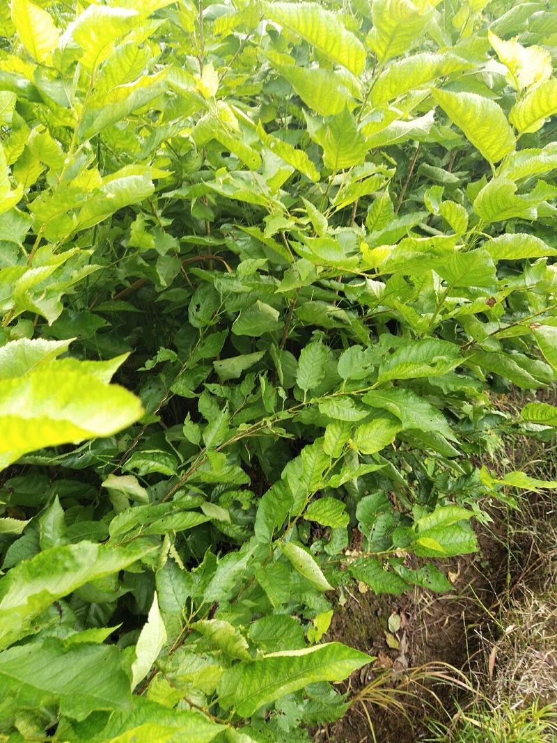 四川苍溪县，瑪瑙红樱桃嫁接苗及乌克兰，包成活免费指导技术