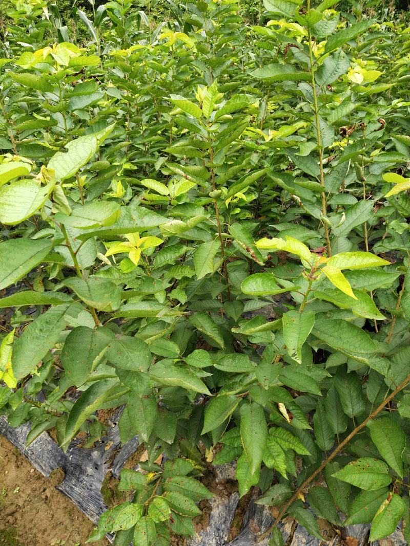 四川苍溪县，瑪瑙红樱桃嫁接苗及乌克兰，包成活免费指导技术
