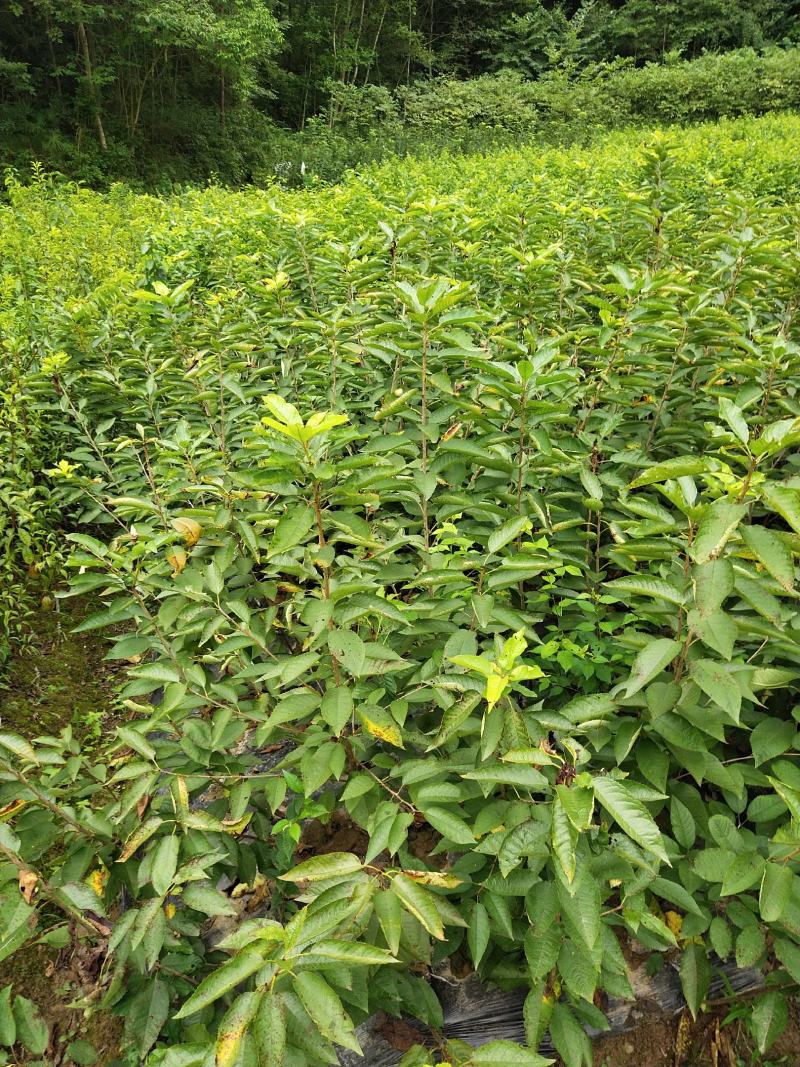 四川苍溪县，瑪瑙红樱桃嫁接苗及乌克兰，包成活免费指导技术