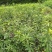 四川苍溪县,瑪瑙红樱桃嫁接苗及乌克兰,包成活免费指导技术