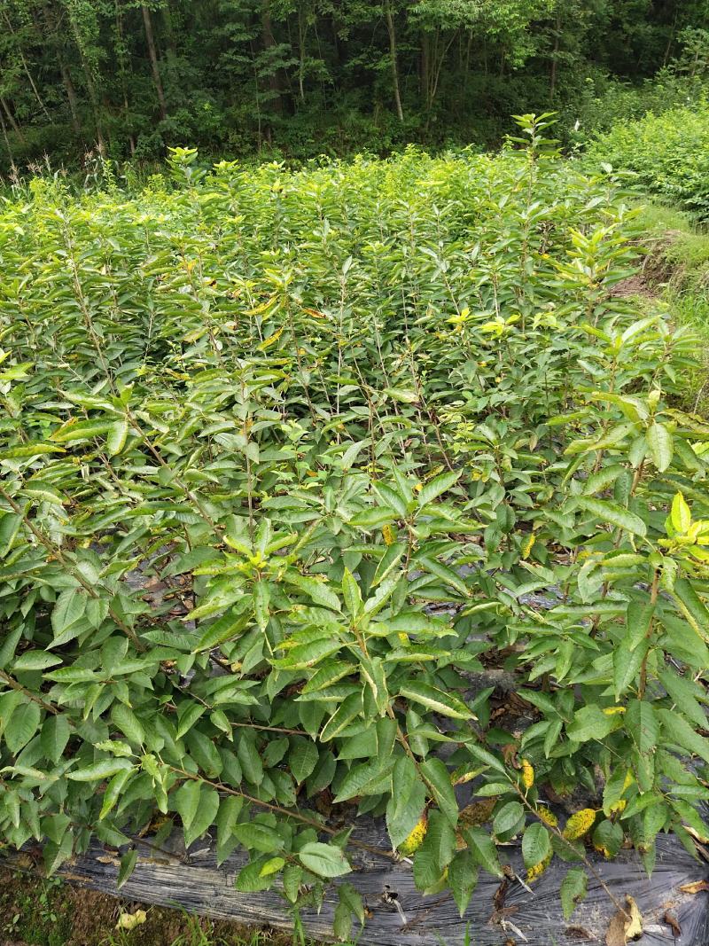 四川苍溪县，瑪瑙红樱桃嫁接苗及乌克兰，包成活免费指导技术