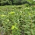 四川苍溪县,瑪瑙红樱桃嫁接苗及乌克兰,包成活免费指导技术