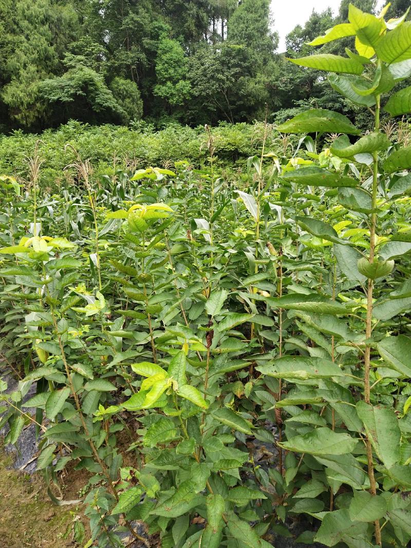 四川苍溪县，瑪瑙红樱桃嫁接苗及乌克兰，包成活免费指导技术