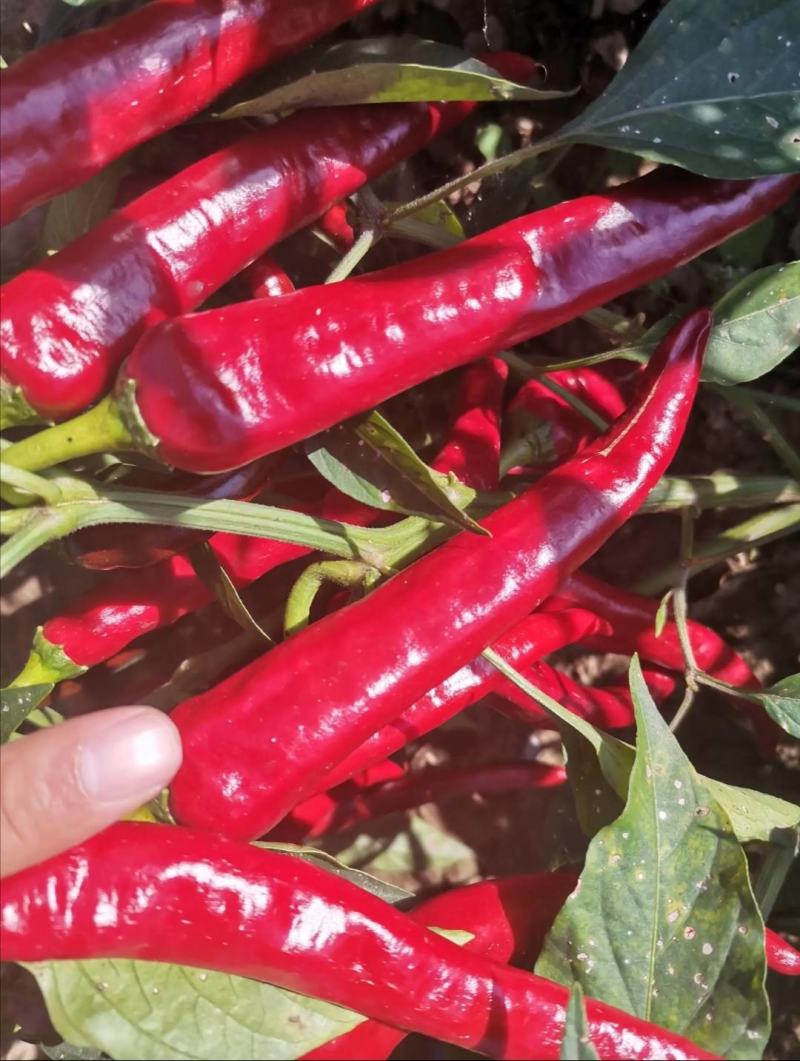 津红二号#精品优质津红二号，货源充足！大量供货