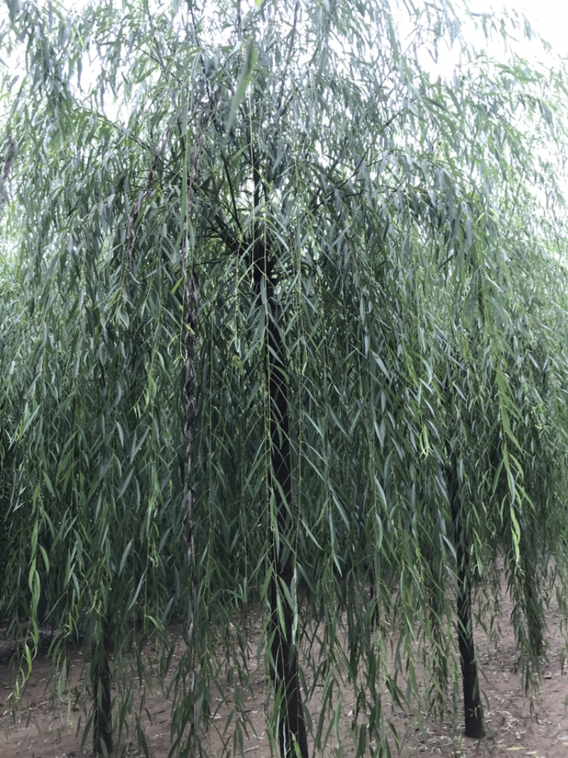 【精品】柳树垂柳现挖现卖成活率高规格齐全欢迎致电！！