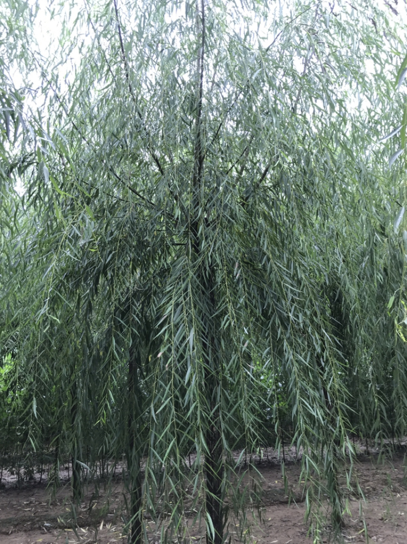 【精品】柳树垂柳现挖现卖成活率高规格齐全欢迎致电！！