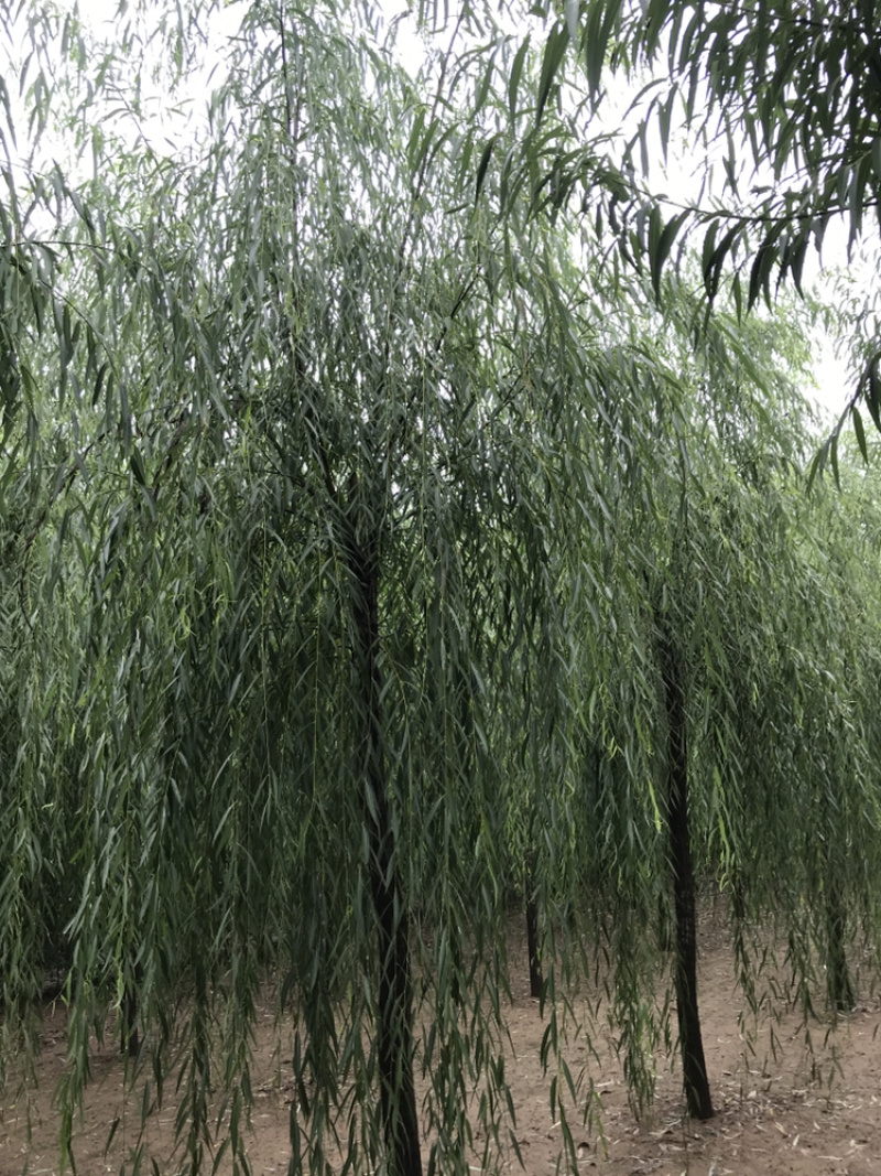 【精品】柳树垂柳现挖现卖成活率高规格齐全欢迎致电！！