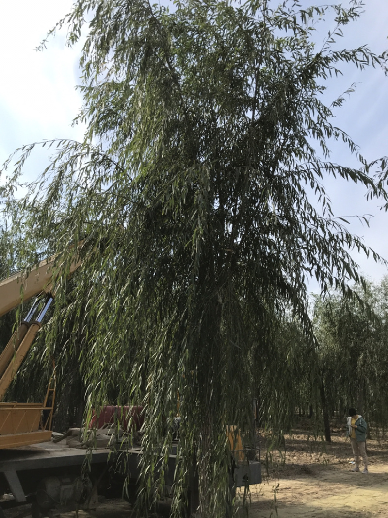 【精品】柳树垂柳现挖现卖成活率高规格齐全欢迎致电！！