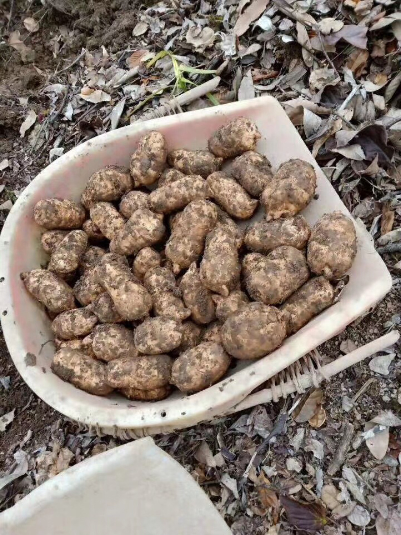 云南彝良小草坝天麻新鲜货，个头大