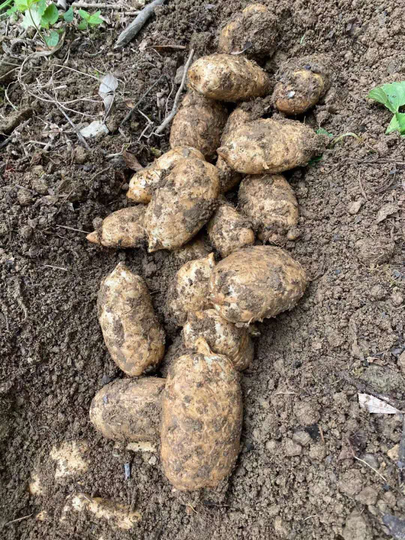 云南彝良小草坝天麻新鲜货，个头大