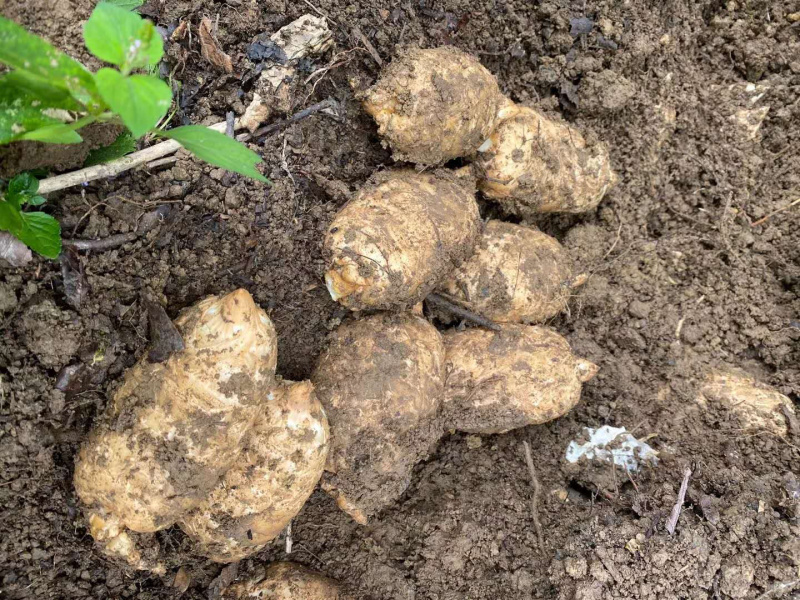 云南彝良小草坝天麻新鲜货，个头大