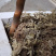 云南昭通小草坝新鲜天麻高海拔选货，口感好