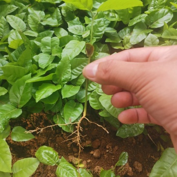 野生土黄皮他黄皮芽苗