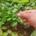 野生土黄皮他黄皮芽苗