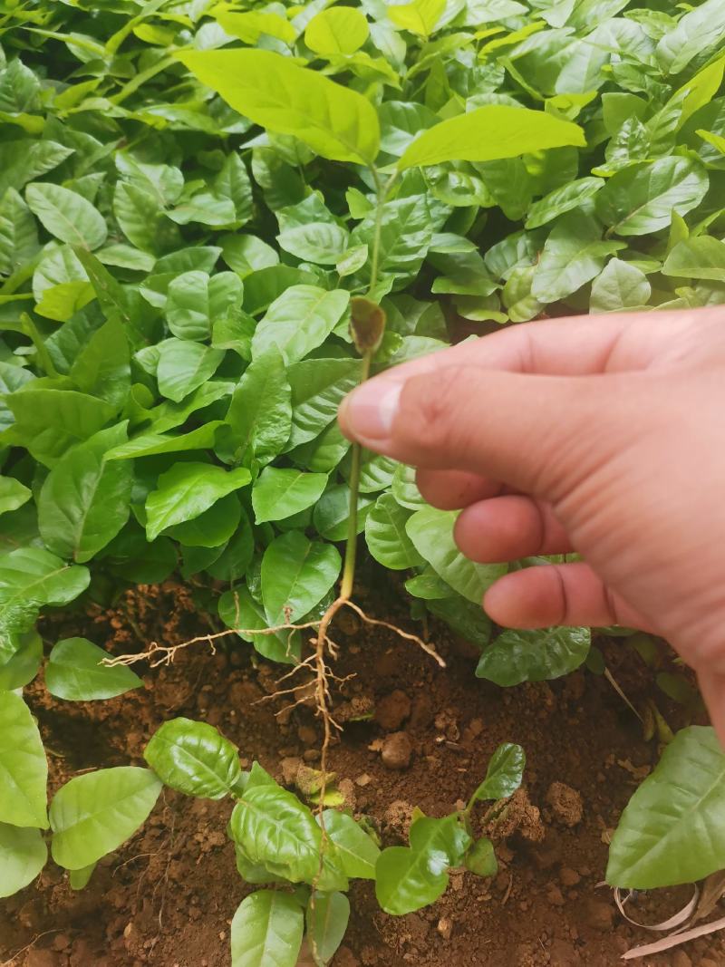 野生土黄皮他黄皮芽苗