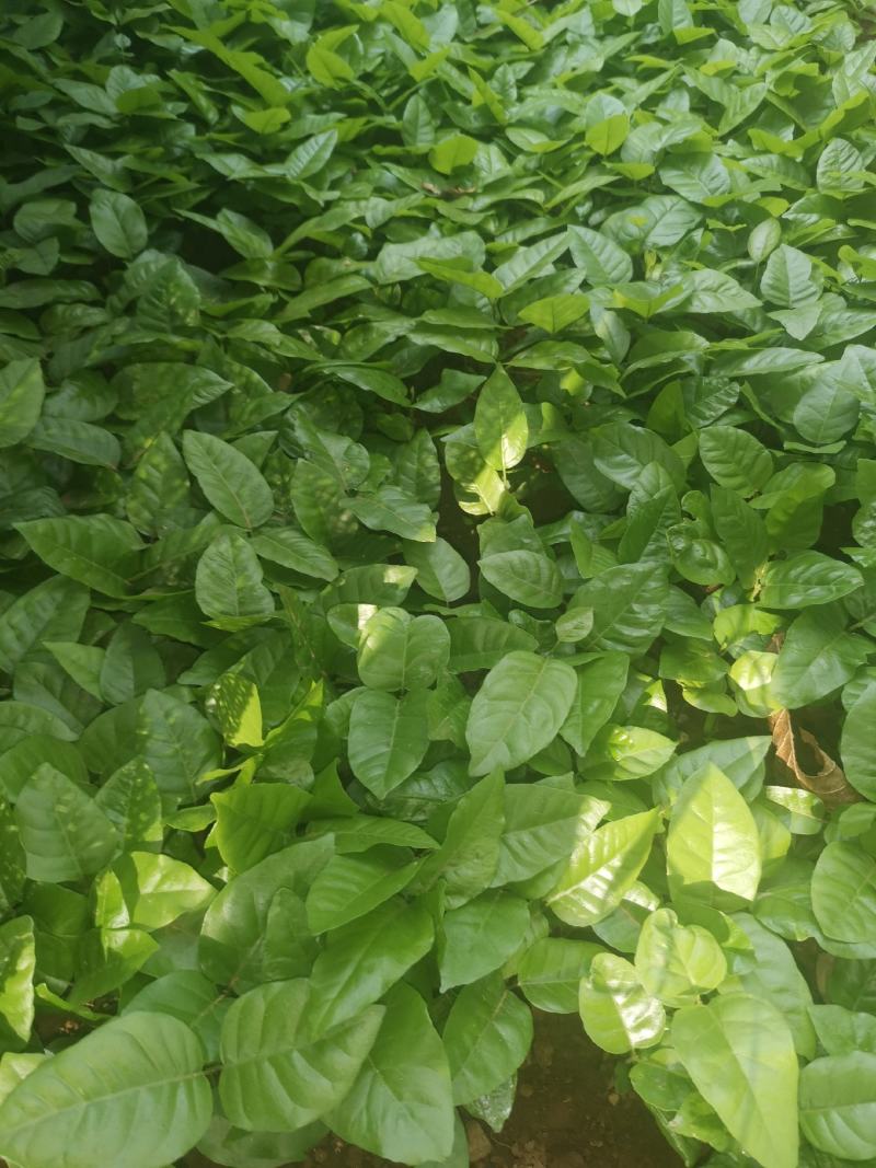 野生土黄皮他黄皮芽苗