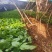 野生土黄皮他黄皮芽苗