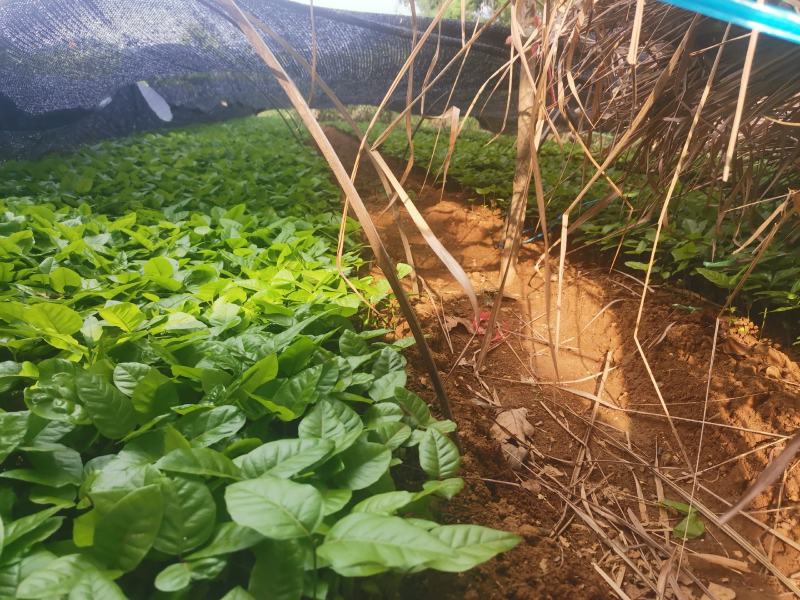 野生土黄皮他黄皮芽苗