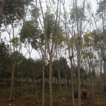 栾树，南栾，北栾，黄山栾，精品栾树，截头栾树