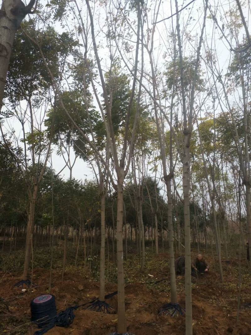 栾树，南栾，北栾，黄山栾，精品栾树，截头栾树