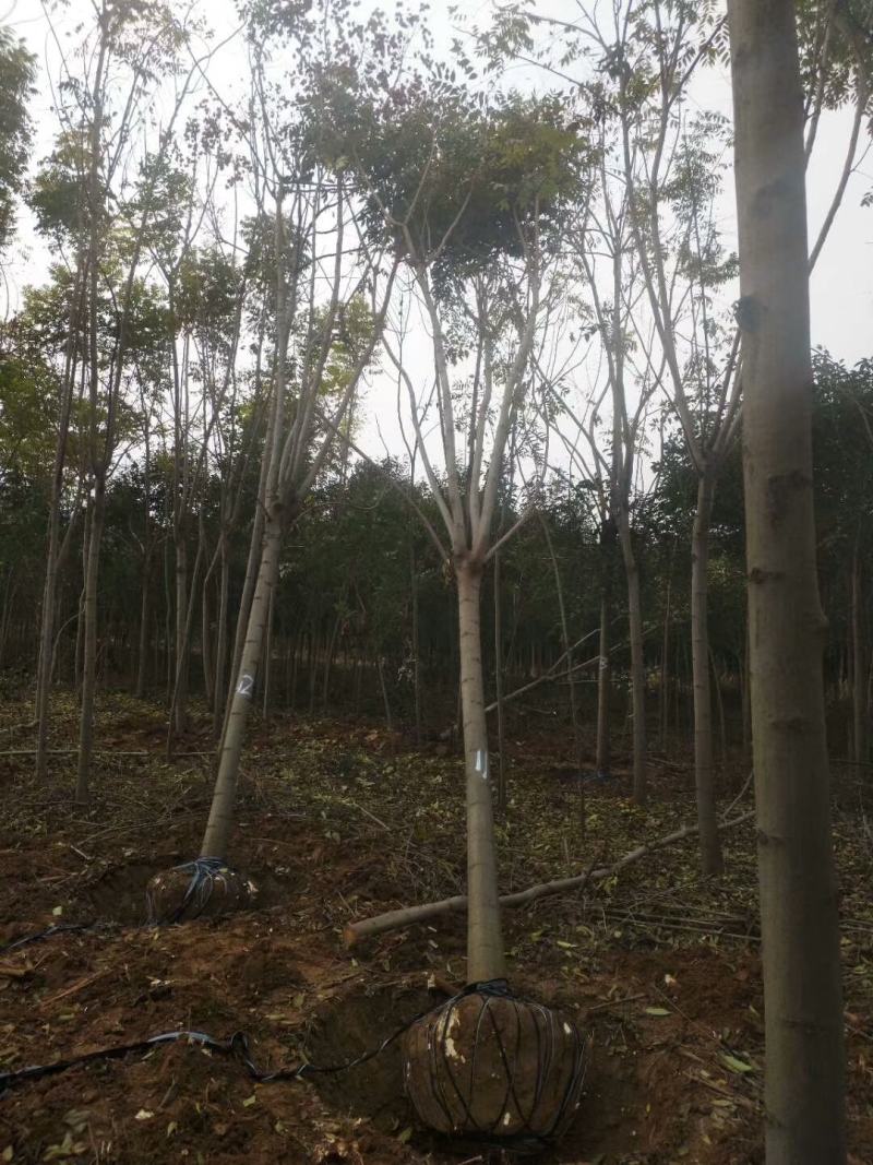 栾树，南栾，北栾，黄山栾，精品栾树，截头栾树