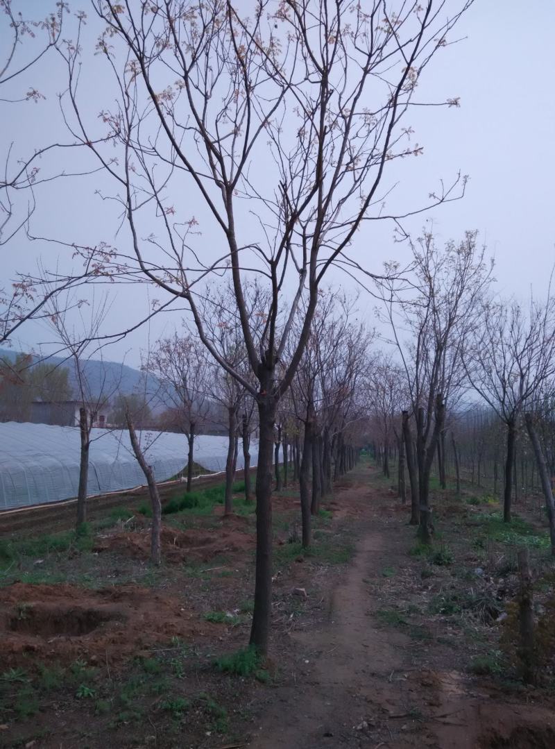 栾树，南栾，北栾，黄山栾，精品栾树，截头栾树