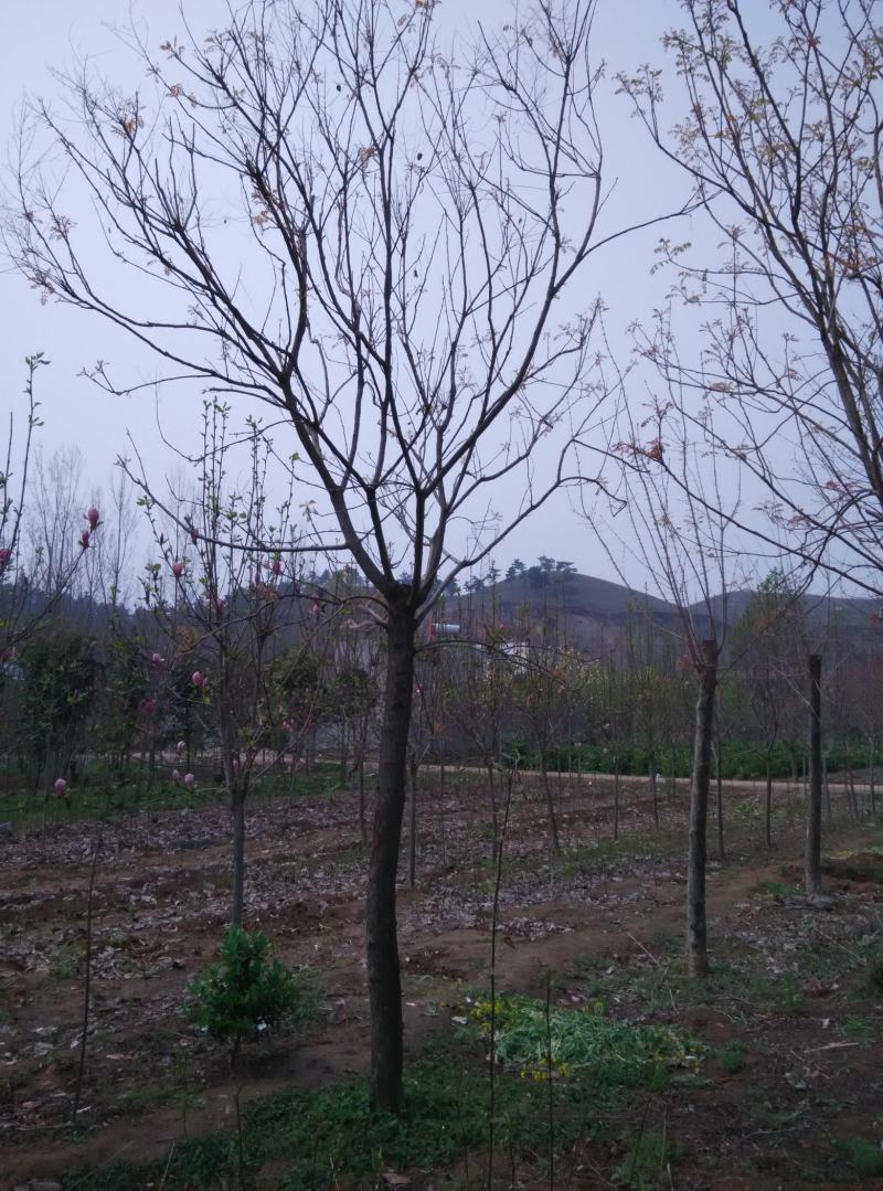 栾树，南栾，北栾，黄山栾，精品栾树，截头栾树