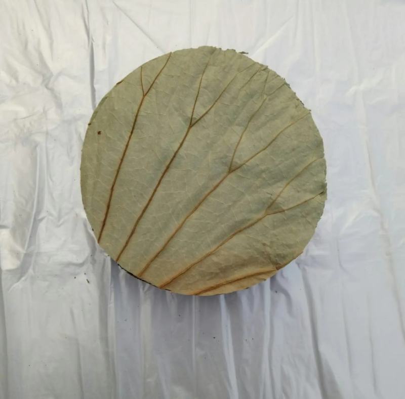 【热销】微山湖2021年新荷叶整张精品荷叶