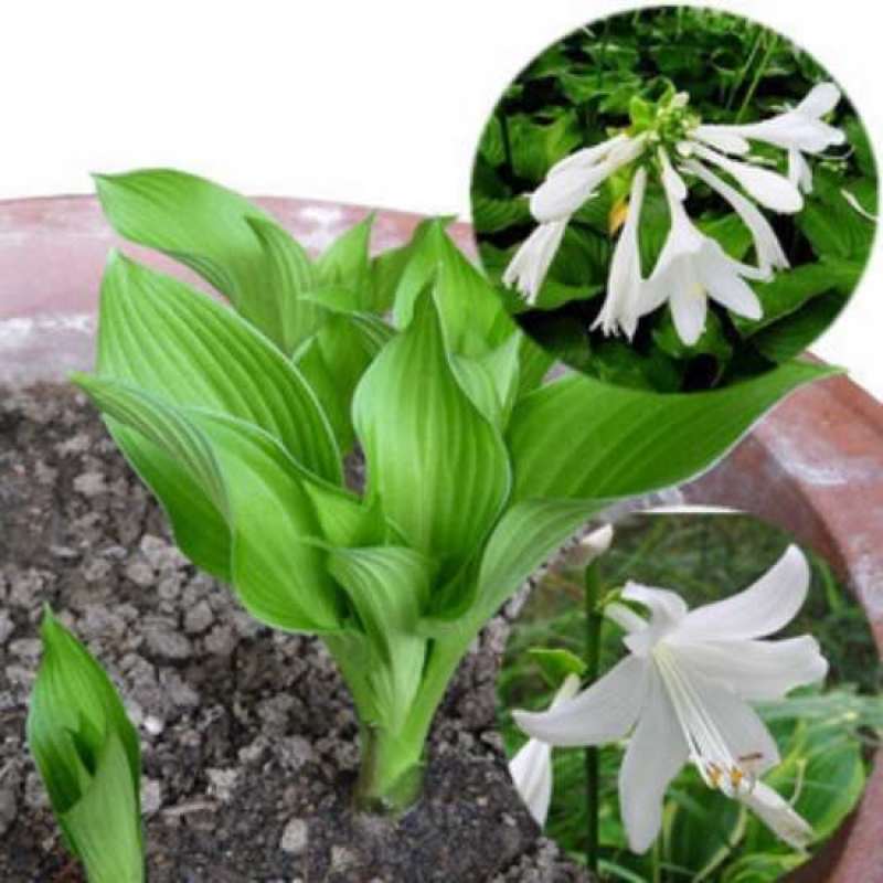 玉簪金边玉簪花叶玉簪青叶玉簪可视频看货选货包邮！