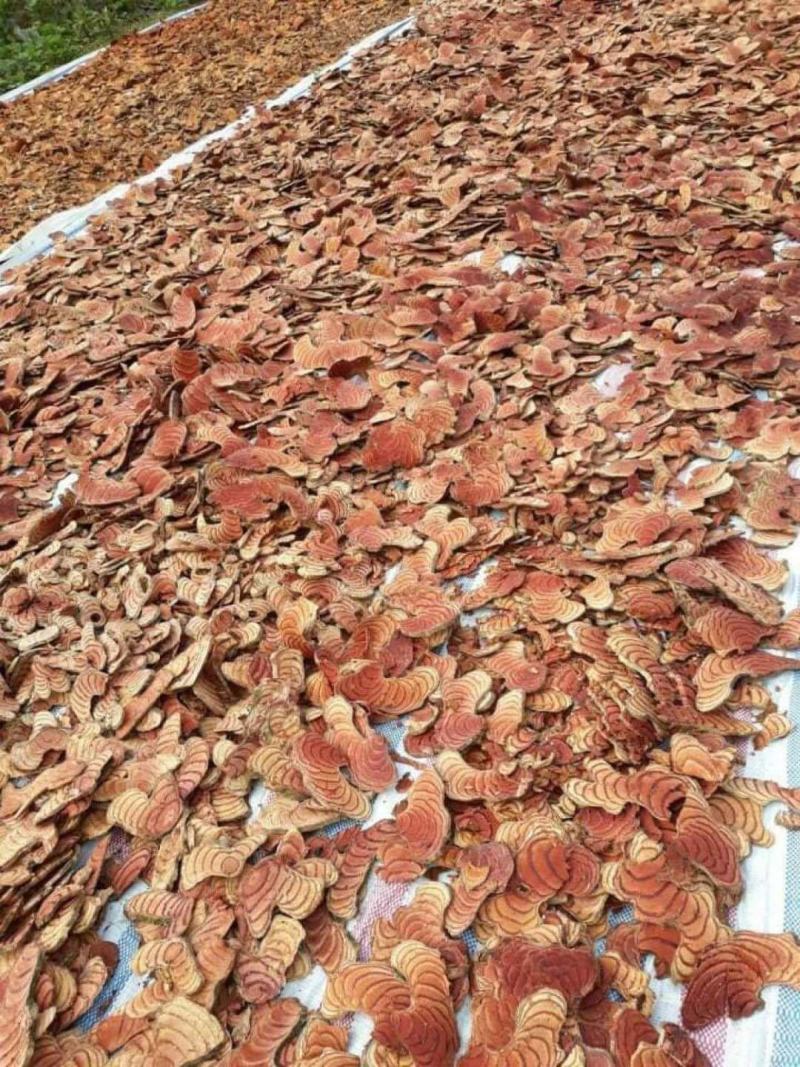 越南进口大片靓货鸡血藤货非常靓
