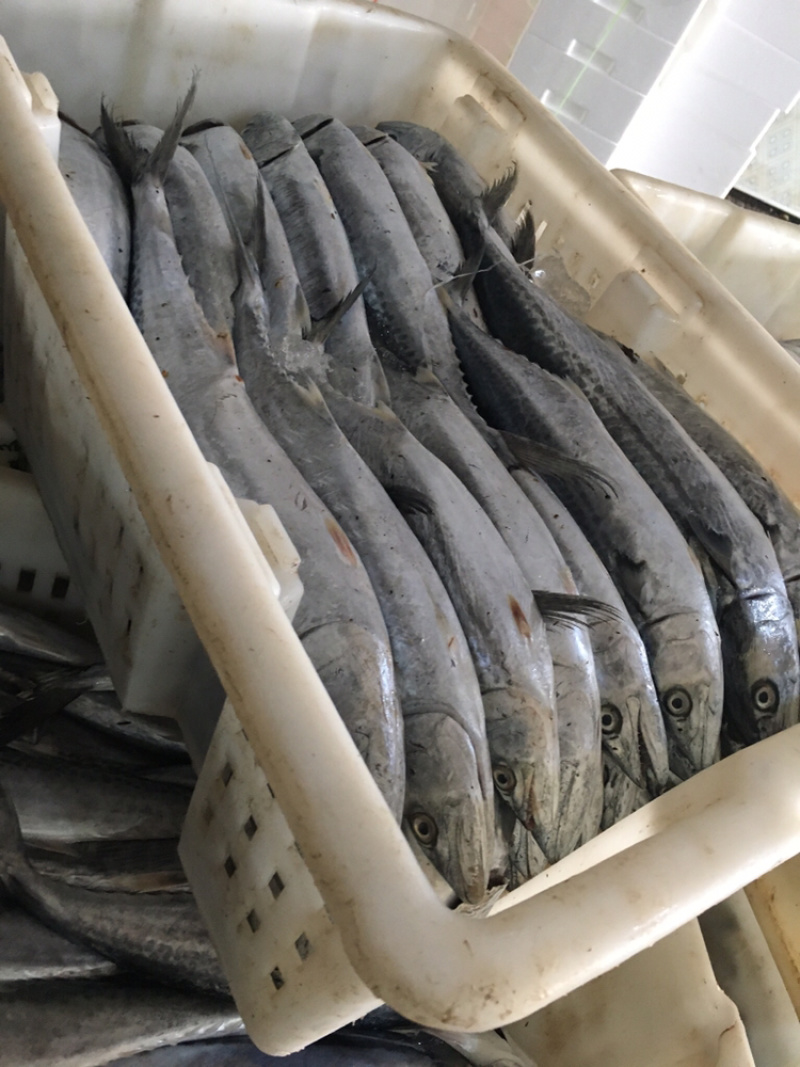 马鲛鱼新鲜单冻马鲛鱼新鲜速冻海捕马鲛鱼