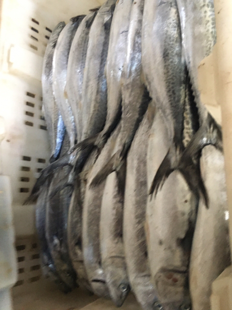 马鲛鱼新鲜单冻马鲛鱼新鲜速冻海捕马鲛鱼