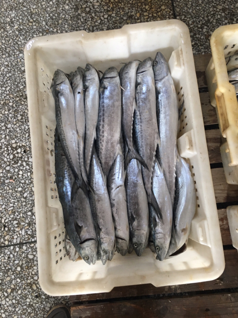 马鲛鱼新鲜单冻马鲛鱼新鲜速冻海捕马鲛鱼