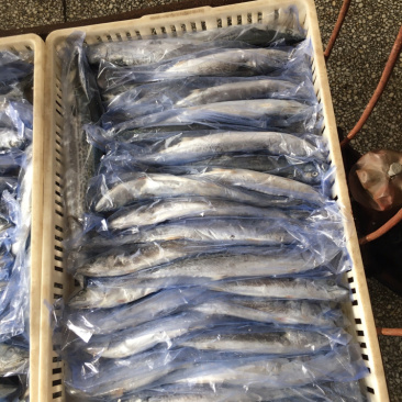 马鲛鱼新鲜单冻马鲛鱼新鲜速冻海捕马鲛鱼