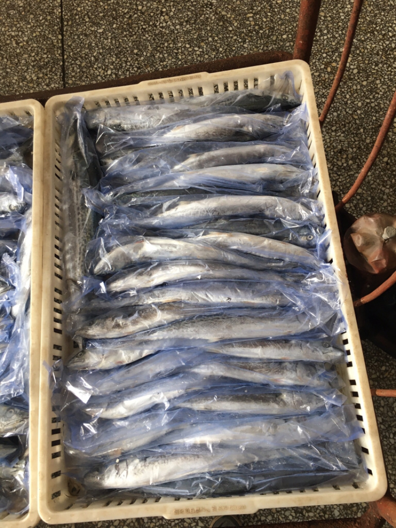 马鲛鱼新鲜单冻马鲛鱼新鲜速冻海捕马鲛鱼