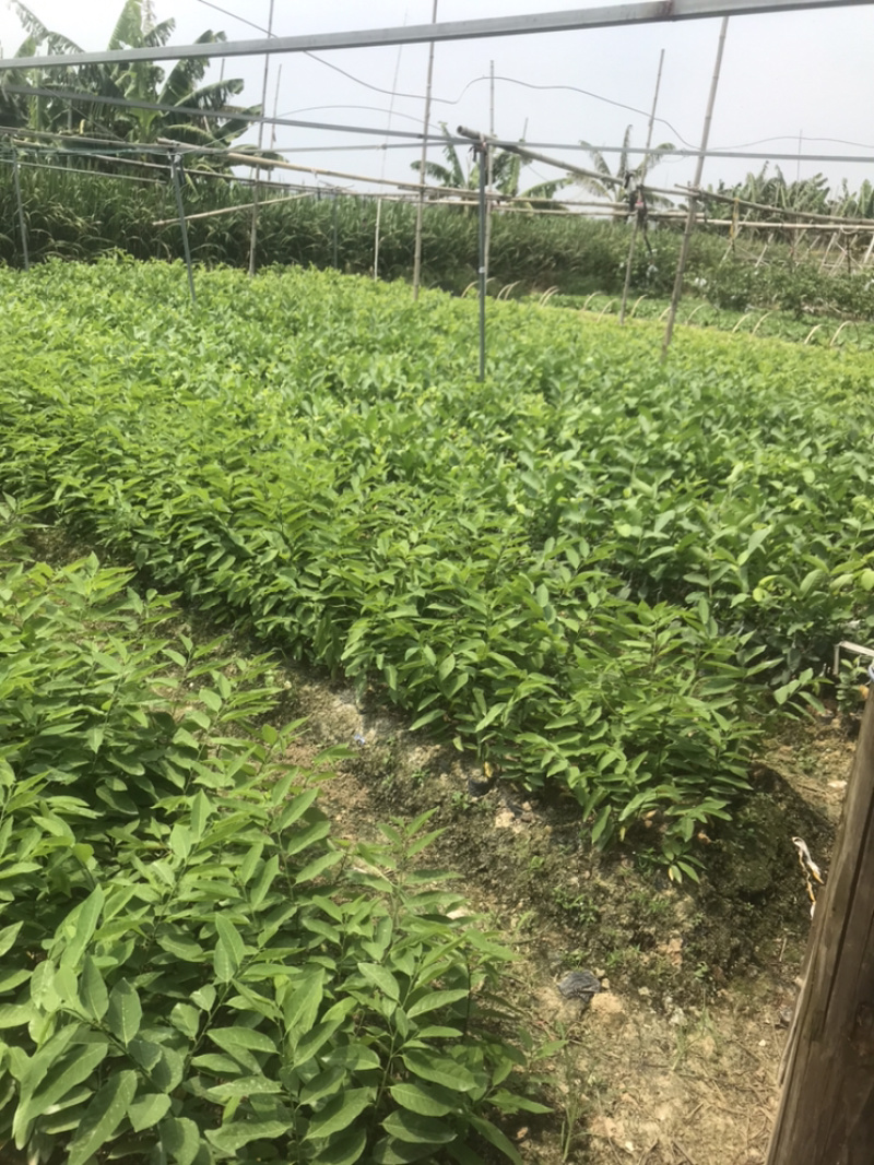 芭乐苗出售了，需要的老板们看过来，苗带营养杯