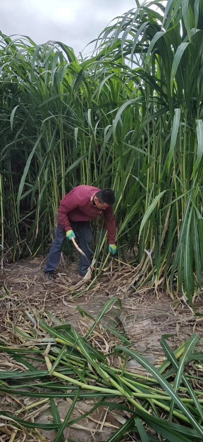 甜象草种苗皇竹草苗高产牧草品种高产牧草品种，