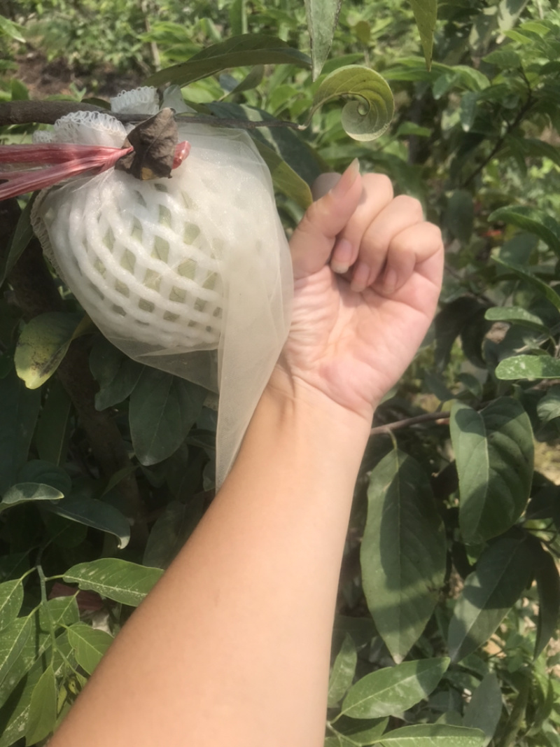 广东省汕头樟林林檎苗现在大量出售，带营养杯