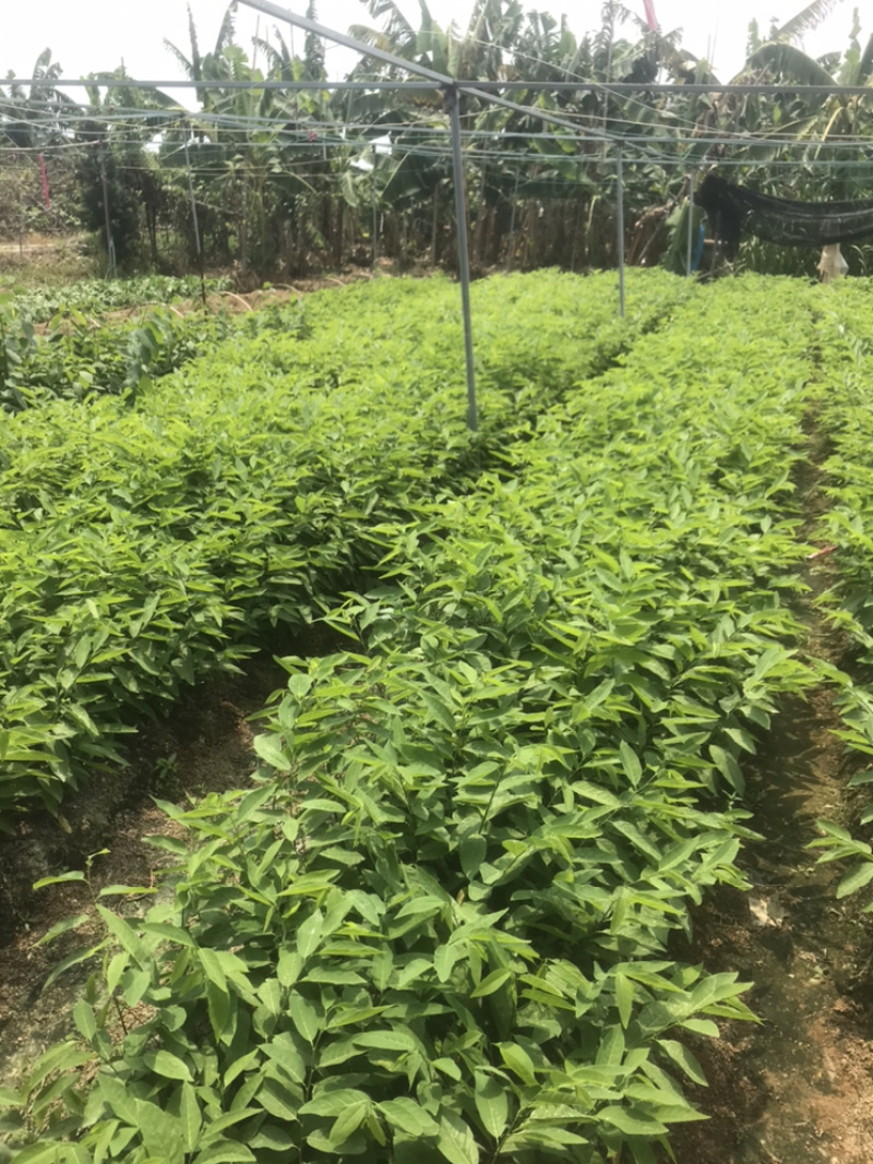 广东省汕头樟林林檎苗现在大量出售，带营养杯