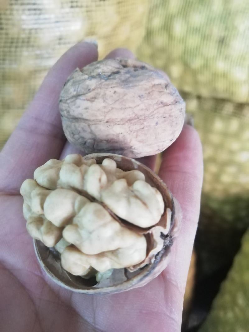 精选原生态未清洗纸皮核桃100元三公斤，新疆阿克苏直发，
