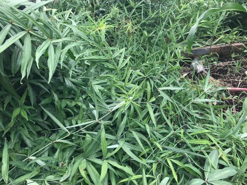黄精云南滇黄精云县信合农业发展有限公司