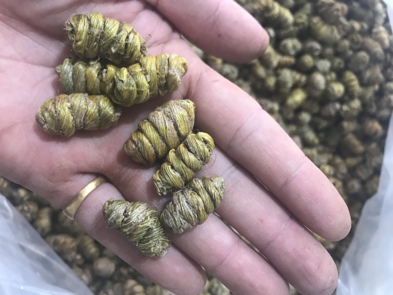 霍山仿野生铁皮石斛枫斗铁皮石斛干条寸条芽条石斛粉500克