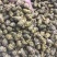 霍山仿野生铁皮石斛枫斗铁皮石斛干条寸条芽条石斛粉500克