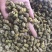 霍山仿野生铁皮石斛枫斗铁皮石斛干条寸条芽条石斛粉500克
