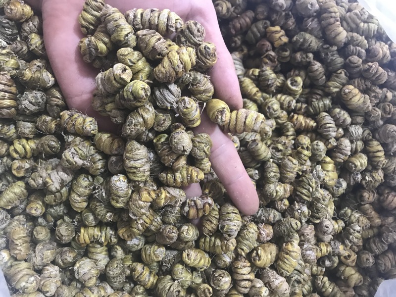 霍山仿野生铁皮石斛枫斗铁皮石斛干条寸条芽条石斛粉500克
