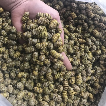 霍山仿野生铁皮石斛枫斗铁皮石斛干条寸条芽条石斛粉500克