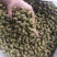 霍山仿野生铁皮石斛枫斗铁皮石斛干条寸条芽条石斛粉500克