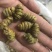 霍山仿野生铁皮石斛枫斗铁皮石斛干条寸条芽条石斛粉500克