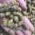 霍山仿野生铁皮石斛枫斗铁皮石斛干条寸条芽条石斛粉500克